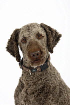 Brown sheared Standard Poodle portrait