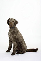Brown sheared Standard Poodle sitting