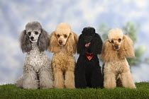 Four Miniature Poodles, apricot, silver and black colour, sitting in a row showing different coat colour variations within the breed