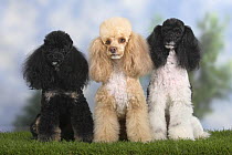 Three Miniature Poodles, black-and-tan, apricot-white and harlequin coats sitting in a row showing different coat colour variations within the breed