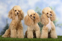 Three Miniature Poodles, apricot and apricot-white, sitting in a row