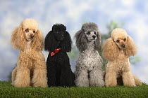 Four Miniature Poodles, apricot, black and silver, sitting in a row showing different coat colour variation within the breed.