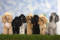 Seven Miniature Poodles of different coat colours to show the coat colour variation within the breed.
