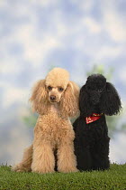 Two Miniature Poodles, apricot and black, sitting together