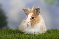 Lion-maned Dwarf Rabbit