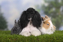 Harlequin Miniature Poodle lying between a dwarf rabbit and a lion-maned dwarf rabbit.