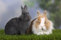 Dwarf Rabbit and Lion-maned Dwarf Rabbit