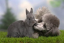 Silver Miniature Poodle sniffing a blue dwarf rabbit