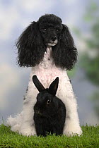 Harlequin Miniature Poodle sitting with a black Dwarf Rabbit