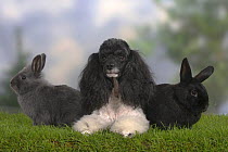 Harlequin Miniature Poodle lying down between two Dwarf Rabbits