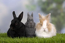 Two Dwarf Rabbits and a Lion-maned Dwarf Rabbit