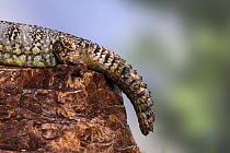 Tail of an African Spiny-tailed Lizard (Uromastyx acanthinurus), captive