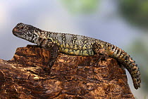 African Spiny-tailed Lizard (Uromastyx acanthinurus), captive