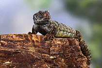 African Spiny-tailed Lizard (Uromastyx acanthinurus), captive