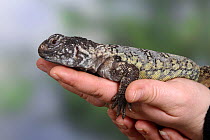 African Spiny-tailed Lizard (Uromastyx acanthinurus) lying on a hand, captive