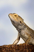 Inland Bearded Dragon (Pogona vitticeps) profile, captive, originally from Australia