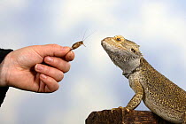 Inland Bearded Dragon (Pogona vitticeps), captive, originally from Australia, being fed insect by hand