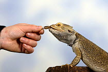 Inland Bearded Dragon (Pogona vitticeps), captive, originally from Australia, being fed an insect by hand