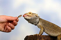 Inland Bearded Dragon (Pogona vitticeps), captive, originally from Australia, being fed an insect by hand