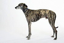 Brindle Sloughi standing in show stack / pose