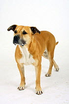 American Staffordshire Terrier / Staffy portrait