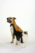 American Staffordshire Terrier / Staffy and Domestic Cat (Felis catus)