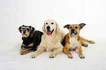 American Staffordshire Terrier / Staffy, Mixed Breed Dog and Golden Retriever lying together