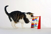Domestic Cat 'counting' on an abacus