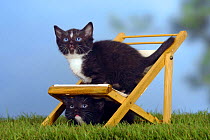 Domestic Cat, two kittens playing on / under a deckchair