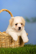 Coton de Tulear puppy, 6 weeks, in a basket