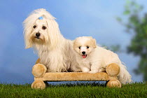 Coton de Tulear bitch with puppy, 6 weeks, on a pet bed