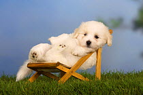 Coton de Tulear puppy, 6 weeks, lying in a deckchair