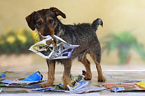 Mixed Breed Dog tearing up a magazine