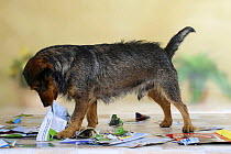 Mixed Breed Dog tearing up a magazine