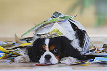 Tricolor Cavalier King Charles Spaniel playing in torn up paper