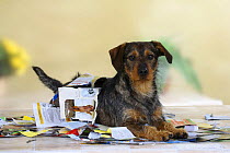 Mixed Breed Dog playing in torn paper