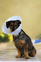 Mixed Breed Dog with protection funnel / Elisabethan collar to stop it from scratching