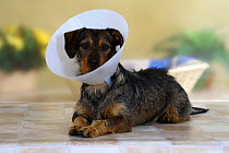 Mixed Breed Dog wearing protection funnel / Elisabethan collar to stop it from scratching
