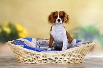 Blenheim Cavalier King Charles Spaniel, 5 months, sitting in a pet bed.