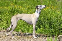 Light sand Whippet standing in show stack / pose