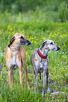Two Sloughi standing next to each other, one fawn and the other brindled