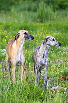 Two Sloughi standing next to each other, one fawn and the other brindled