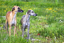 Two (fawn and brindled) Sloughi standing together and looking to one side