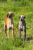 Two Sloughi (fawn and brindled) standing together