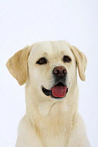 Labrador Retriever head portrait