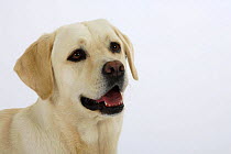 Labrador Retriever head portriat