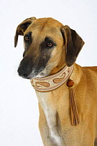 Fawn Sloughi wearing a collar