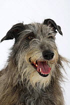 Scottish Deerhound face portrait