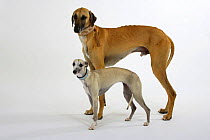 Fawn Sloughi and light sand Whippet standing together