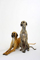 Two Sloughi, fawn sitting and brindled standing